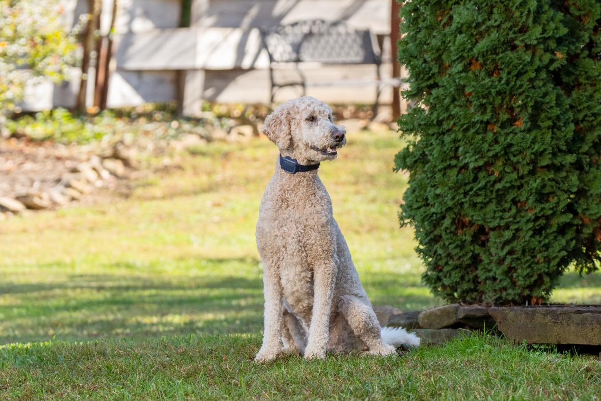 PetSafe Hondentrainer Basic met Afstandsbediening